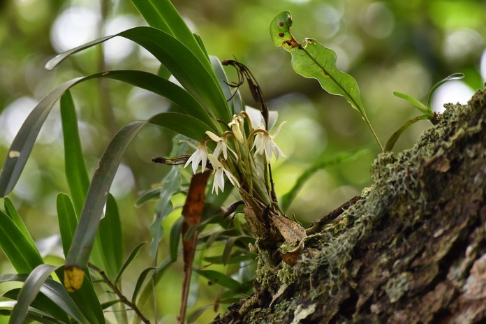 Jumellea triquetra sur Tamarin - Epidendroideae - Endémique Réunion 