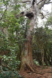 Le Roi Tamarin - Acacia heterophylla - FABACEAE - Endémique Réunion