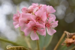 Mahot en fleurs - Dombeya sp - MALVACEAE