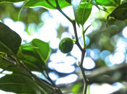 Maillardia borbonica . bois de maman .avec fruit vert P1560535