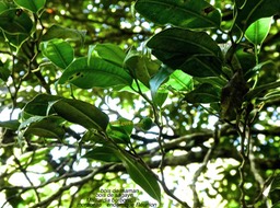 Maillardia borbonica . bois de maman  .bois de sagaye  P1560537