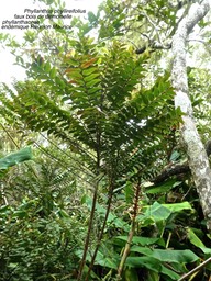 Phyllanthus phyllireifolius .faux bois de demoiselle .P1560793