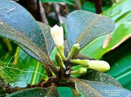 Turraea monticola ? ? ?  bois de quivi . meliaceae  P1560782