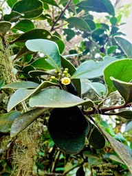 Turraea monticola ?   bois de quivi . meliaceae P1560764