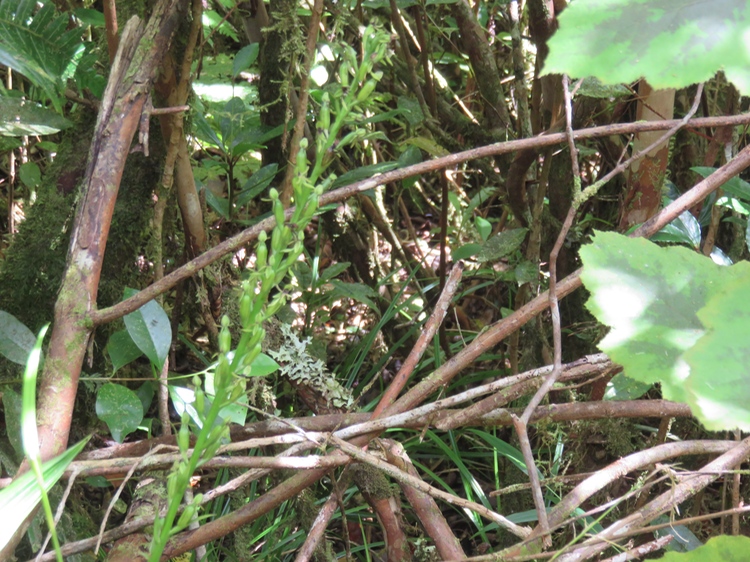 10 ???  Habenaria prealta - Ø - Orchidaceae - Réunion