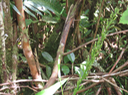 11 ??? Habenaria prealta - Ø - Orchidaceae - Réunion