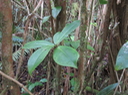 16 Badula barthesia  - Bois de savon  - Primulaceae - B