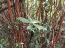 17 Badula barthesia  - Bois de savon  - Primulaceae - B