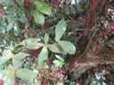 18 Acalypha integrifolia Willd. - Bois de violon. Bois de Charles -  Euphorbiaceae - Madagascar, Réunion, Île Maurice   xxxdsd  Photos i   La  http://www.f-duban.fr/Decouvertes_naturalistes/Diana_Dea/photos-de-jean-paul-le/dsc_0321.html#previous-photo URLs http://www.f-duban.fr/Decouvertes_naturalistes/Diana_Dea/photos-de-jean-paul-le/dsc_0321.html#previous-photo   Descriptifs mi-aime-a-ou http://www.mi-aime-a-ou.com/Acalypha_integrifolia.php  - Nom : Acalyphe à feuilles entières. - Autre nom : Bois de violon. Bois de Charles. Bois de crève cœur. Bois queue de rat. - Nom scientifique : Acalypha integrifolia Willd. - Synonyme : - Caturus sessilis Thouars ex Baill. - Ricinocarpus integrifolius (Willd.) Kuntze. - Ordre : Malpighiales. - Famille : Euphorbiaceae - Euphorbiacées. - Sous-famille : Acalyphoideae. - Tribu : Acalypheae. - Sous-tribu : Acalyphinae. - Genre : Acalypha L. - Origine : Madagascar, Réunion, Île Maurice.  Acalypha integrifolia Willd., appartient à la famille des Euphorbiaceae à la sous-famille des Acalyphoideae au genre Acalypha qui comprend environ 450 espèces présentes dans toutes les régions tropicales, subtropicales et tempérées chaudes. On dénombre environ 65 espèces en Afrique tropicale, et 35 environ à Madagascar et sur d'autres îles de l'océan indien.  Origine Acalypha integrifolia. Acalypha integrifolia est originaire de Madagascar, de l'île Maurice et de La Réunion. Il existe plusieurs sous espèces et variétés, on distingue 3 sous-espèces et 7 variétés.  Acalypha integrifolia à La Réunion. Acalypha integrifolia est assez commun à La Réunion, il est présent du niveau de la mer jusqu'à 1 000 mètres d'altitude environ. Le Bois de violon est aussi appelé Bois de Charles ou Bois de crève cœur. Les sous-espèces présentes à La Réunion :  - Acalypha integrifolia Willd. subsp. panduriformis Coode. Endémique Réunion, Maurice. - Acalypha integrifolia Willd. subsp. integrifolia. Endémique Réunion.  Description Acalypha integrifolia. Acalypha integrifolia est un arbrisseau monoïque atteignant 2 m de haut, son port est dressé, les petits rameaux sont eux étalés. Son écorce est brune à lenticelles crèmes. Les feuilles simples disposées en spirale sont portées par des pétioles de 2 à 20 mm de long, les stipules sont étroitement triangulaires de 1 à 9 mm de long. Le limbe de la feuille vert, parfois à bords rouges, ou vert au-dessus et violet à rouge en dessous est elliptique-ovale, obovalle-elliptique à oblong, sa base arrondie, tronquée ou cordée, apex aigu à obtus. La marge est dentée. Les fleurs mâles et femelles sont séparées. L'inflorescence mâle est un épi axillaire, solitaire,de 20 cm de long, à nombreuses fleurs. Les fleurs mâles sont très petites, à pédicelle très court de couleur vert à rougeâtre, avec 8 étamines libres et les anthères enroulées. L'inflorescence femelle est un bouquet axillaire composé de de 1 à 5 fleurs. Les fleurs femelles possèdent 3 minuscules sépales, un ovaire supère, couvert d’épines charnues. Les fruits sont des petites capsules épineuses profondément trilobées. Les graines sont ovoïdes, de 2.5 à 3 mm de long, brun pâle.  Utilisation médicinale Acalypha integrifolia. A La Réunion et à l'île Maurice, le décoction de feuilles, astringente et purgative, se prend pour éliminer les vers intestinaux. Les infections de la peau se traitent avec des bains dans une décoction de feuilles. Les feuilles, les tiges et les racines contiennent des saponines, des tanins, des stérols, des terpènes et des traces d'alcaloïdes.  Acalypha integrifolia plante hôte. Acalypha integrifolia, le bois de violon est une des plantes hôtes du papillon endémique de La Réunion : Neptis dumetorum (Boisduval, 1833) nommé à La Réunion : Sylvain de La Réunion ou Sylvain des Dumet.