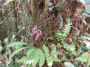 20 ??? Phaius pulchellus - - Orchidaceae - Réunion