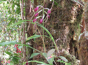 21 ??? Phaius pulchellus - - Orchidaceae - Réunion