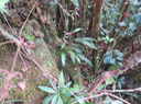 24 ??? Phaius pulchellus - - Orchidaceae - Réunion