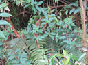 3 - Cuphea ignea -  Herbe cigarette -  Lythraceae