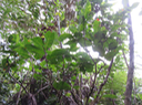 30 Antidesma madagascariense - Bois de cabri (blanc) - Euphorbiaceae