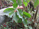 31 Antidesma madagascariense - Bois de cabri (blanc) - Euphorbiaceae