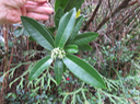 34 Fleurs de Melicope obscura - Bois de catafaille - Rutacée -