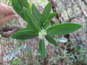 35 fleurs de Melicope obscura - Bois de catafaille - Rutacée -