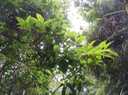 39 ??? Syzygium cymosum - Bois de pomme rouge - Myrtacée - B