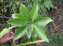 42 Antidesma madagascariense - Bois de cabri (blanc) - Euphorbiaceae