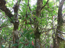 47 Jumellea rossii Senghas - Faham - Orchidaceae