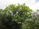 49  Polyscias repanda - Bois de papaye - Araliacée -B