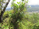 53 Fruits de Sideroxylon borbonicum - Bois de fer batard/Natte coudine/… - SAPOTACEAE - Endémique Réunion