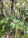 57 ?? énormes feuilles de Weinmannia mauritiana - Petit bois de tan - CUNONIACEE Endémique M