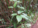 6 Ficus mauritiana - Affouche rouge - Moracée