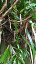 67 Habenaria prealta - Ø - Orchidaceae - Réunion