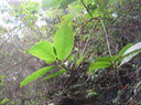 7 Geniostoma borbonicum - Bois de piment ou Bois de rat - Loganiaceae