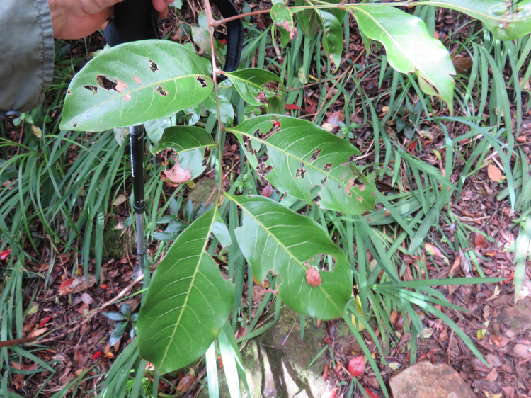 8 Molinaea alternifolia - Tan Georges - SAPINDACEAE - endémique de La Réunion et de Maurice