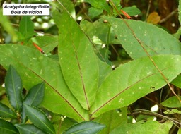 Acalypha integrifolia Bois de violon