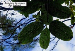 Geniostoma borbonicum Bois de piment