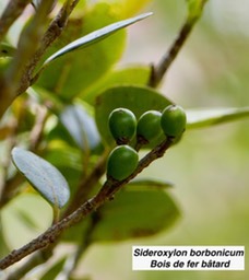 Sideroxylon borbonicum, Bois de fer bâtard, fruits