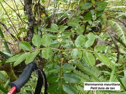 Weinmannia mauritiana à grandes feuilles