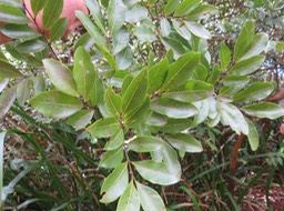 11 Molinaea alternifolia - Tan Georges - SAPINDACEAE - endémique de La Réunion et de Maurice