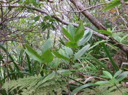 14  Pyrostria commersonii -Bois mussard - Rubiaceae