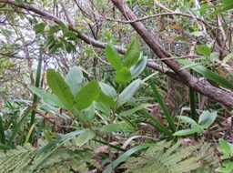 15 Pyrostria commersonii -Bois mussard - Rubiaceae