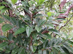 16 Casearia coriacea - Bois de cabri rouge - Flacourtiaceae - endémique de la Réunion et de Maurice