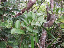 17 Molinaea alternifolia - Tan Georges - SAPINDACEAE - endémique de La Réunion et de Maurice