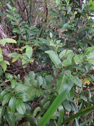 18 Molinaea alternifolia - Tan Georges - SAPINDACEAE - endémique de La Réunion et de Maurice