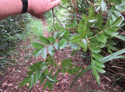 21 Weinmannia mauritiana - Petit bois de tan - CUNONIACEE Endémique M