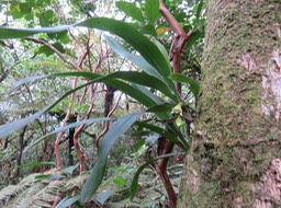 23 Angreacum striatum - Orchidaceae