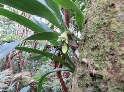 24 Angreacum striatum - Orchidaceae