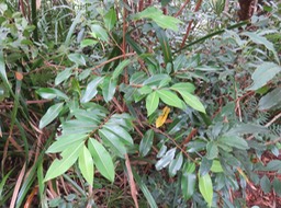 25 Xylopia richardii - Bois de banane - Annonacée - B