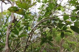 3 Geniostoma borbonicum - Bois de piment ou Bois de rat - Loganiaceae