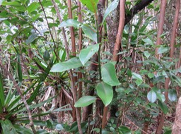 31 Tambourissa elliptica - Bois de bombarde; Bois de tambour -  Monnimiaceae