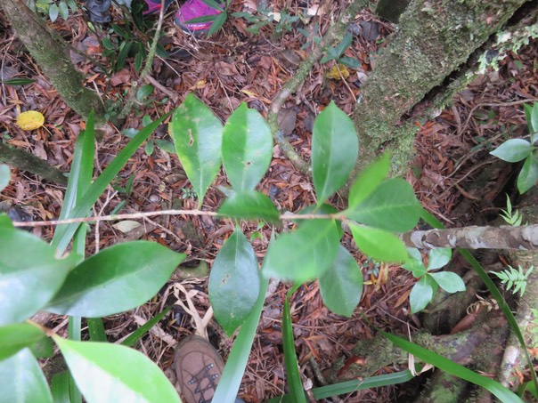 37 Coffea mauritiana - Café marron -  RUBIACEE - endémique de La Réunion et de Maurice