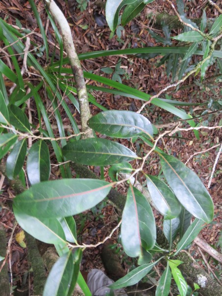 38 Casearia coriacea - Bois de cabri rouge - Flacourtiaceae - endémique de la Réunion et de Maurice