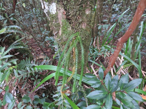 41 Huperzia ophioglossoides (Lam.) Rothm. - Fougère épaulette - Lycopodiaceae - Indigène Réunion